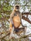 A grey langur (or Hanuman langur)