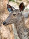 A sambar deer