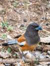 A cool bird called a Rufous Treepie